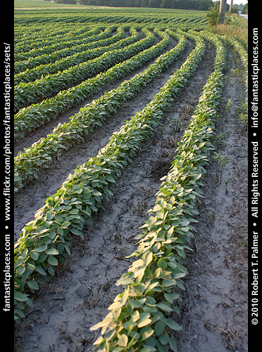 agriculture stock photograph