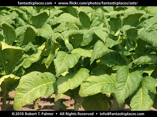 agriculture stock photograph